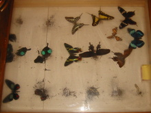 Highlight for Album: Drawer 1