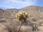 Cholla?