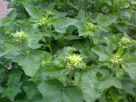 Linnaeus Botanical Gardens