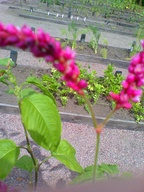 Linnaeus Botanical Gardens