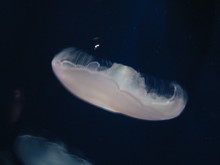 jellyfish