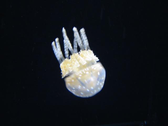 jellyfish