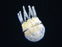 jellyfish