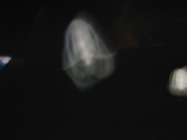 jellyfish